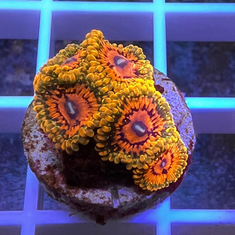 Grand Master Krakatoa - Stunning!