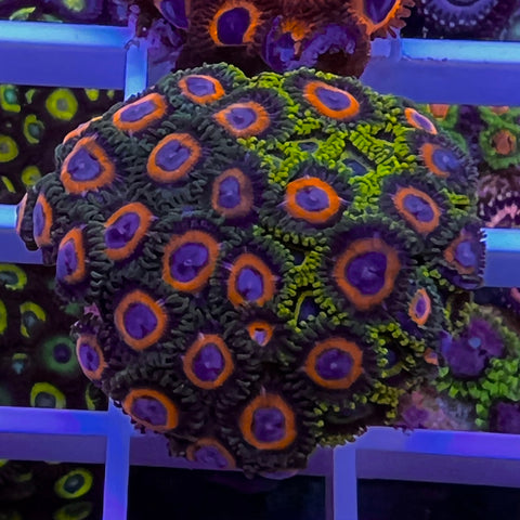 LA Lakers Zoa Mix Mini Colony -e1