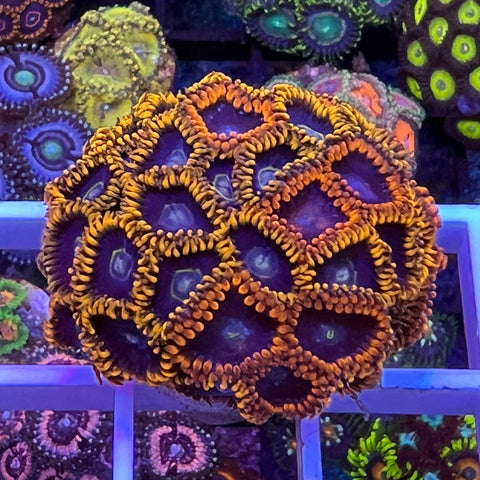 Rainbow Hornet Mini Colony -e2