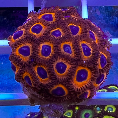 Kedds Reds Mini colony! -e10