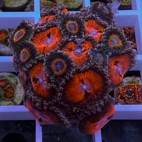 Zoa Mix  -e9