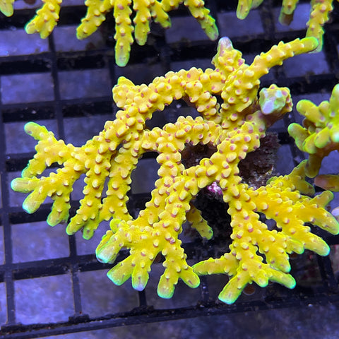 RRC Golden Rod Colony! -e-48
