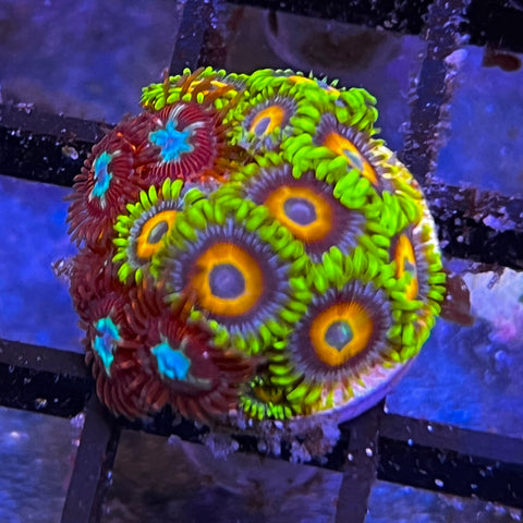 Zoa Mix -e12