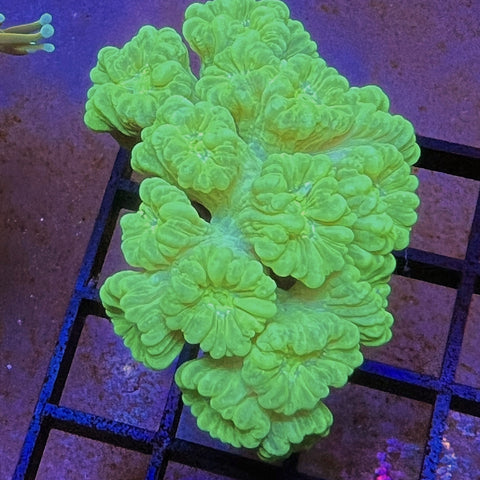 Kryptonite Trumpet colony -a1