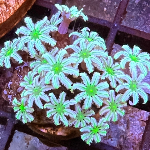 Lazy Daisies -e37