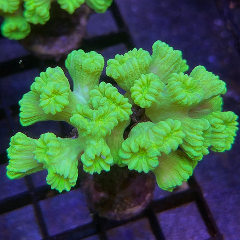 Kryptonite Colony Trumpets -e29