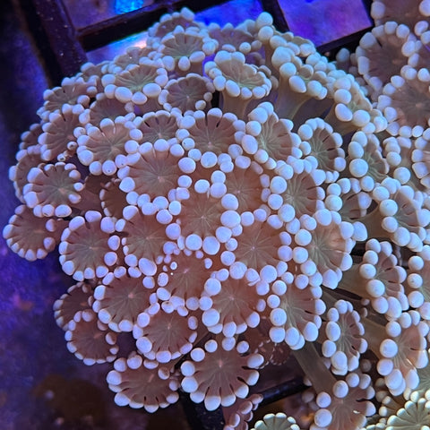 White Alveopora -e31