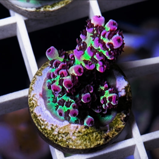 ORA Red Planet Acropora - WYSIWYG