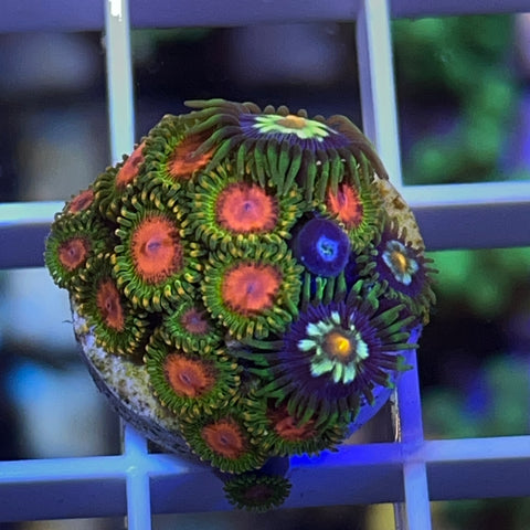 CC Awesome Blossom Mix -e20