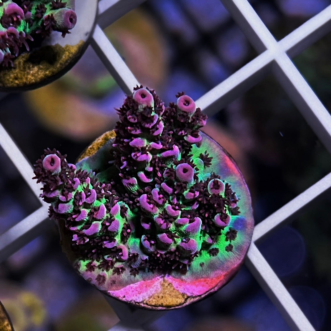 ORA Red Planet Acropora - WYSIWYG