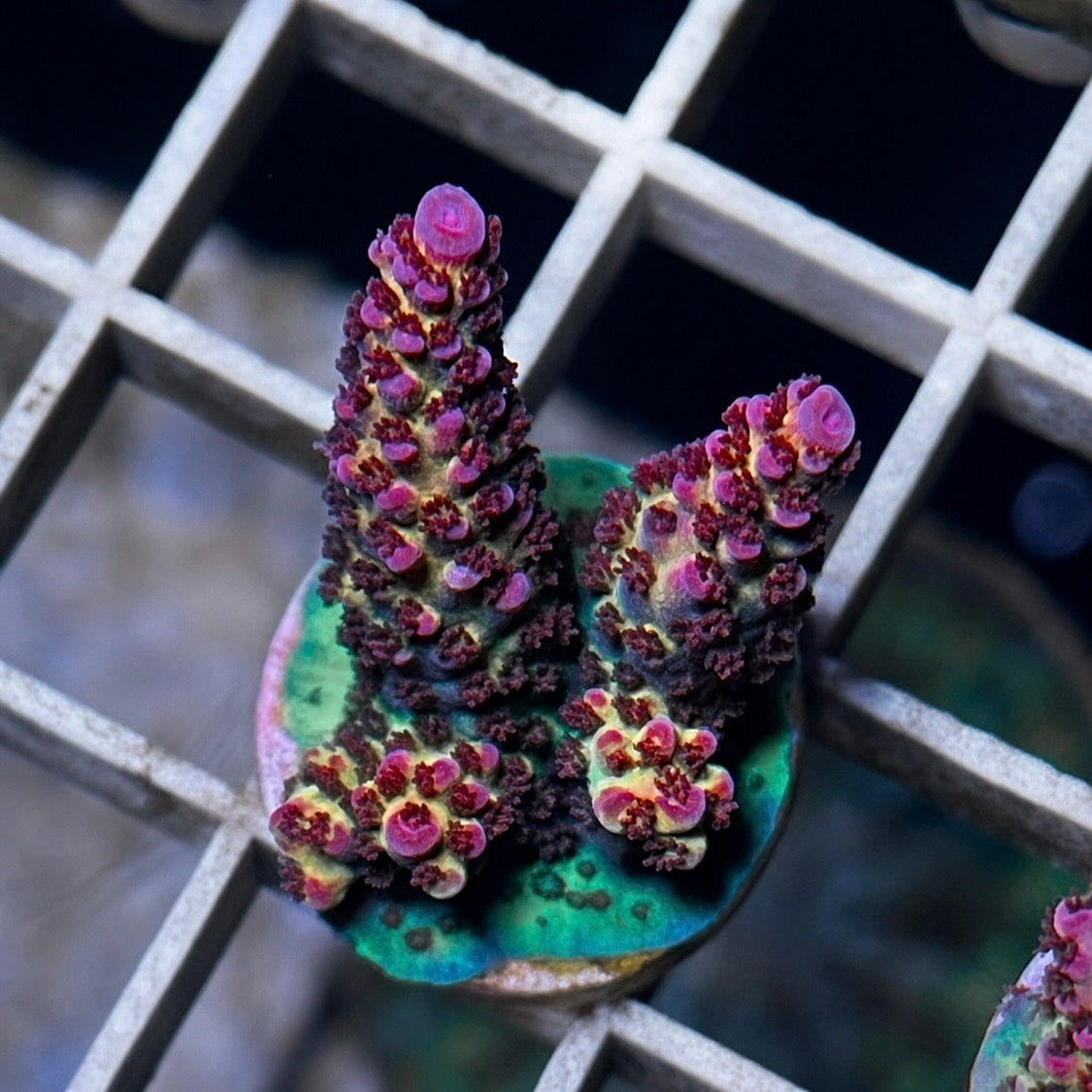 CB OMG Acropora - WYSIWYG