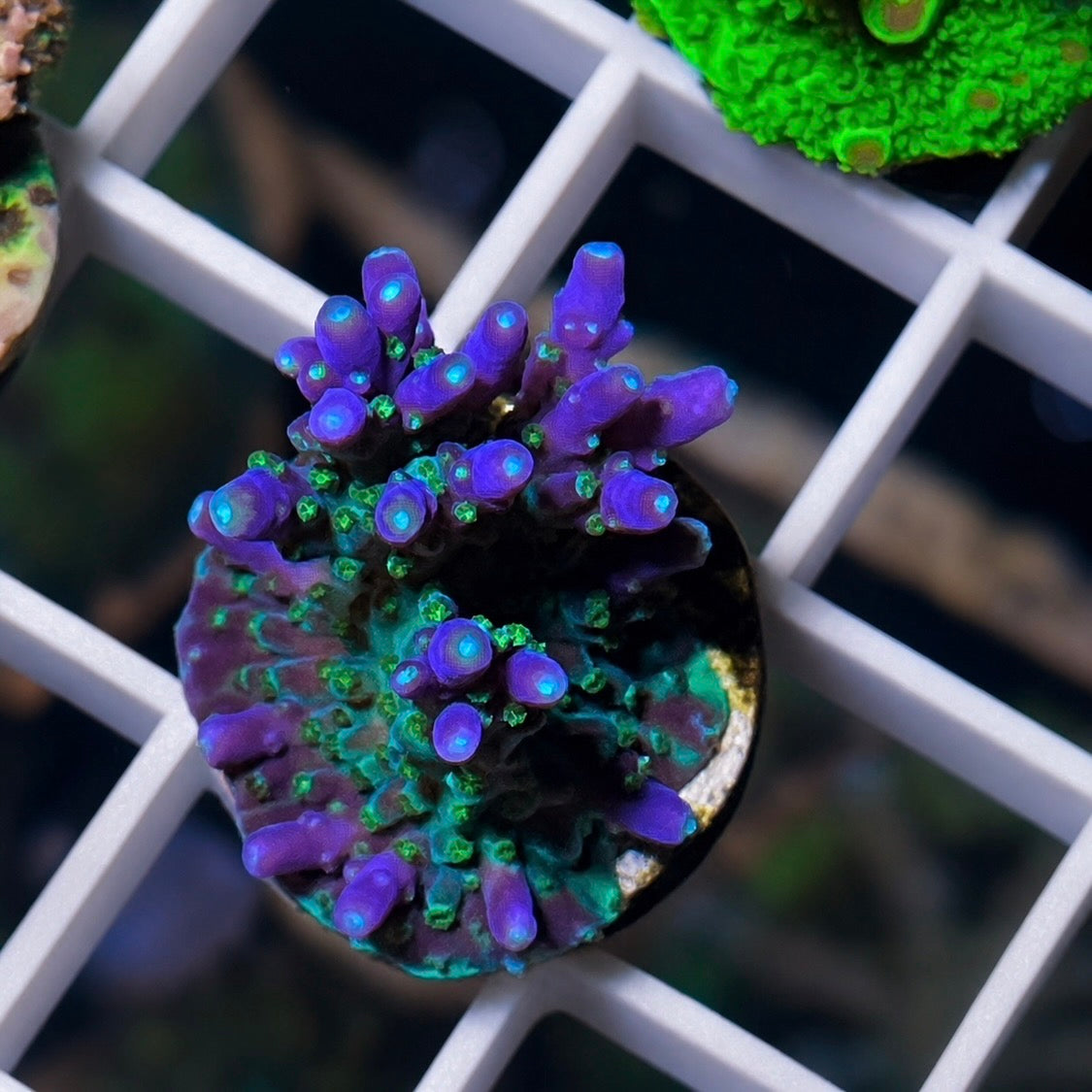 AV99 Sky Parade Acropora - WYSIWYG