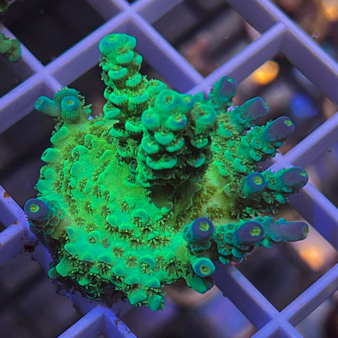 MattV Peter Pan Large Frag