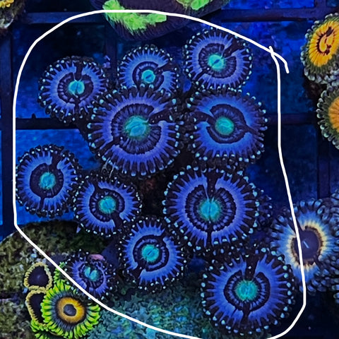 Ice Armeggedon Mini Colony! -e27