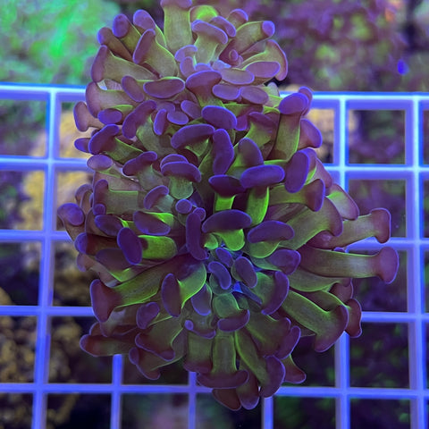Green and Purple Classic Hammer -e41
