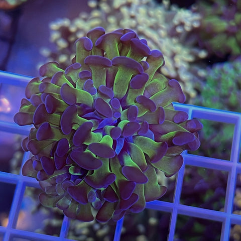 Green and Purple Classic Hammer -e42