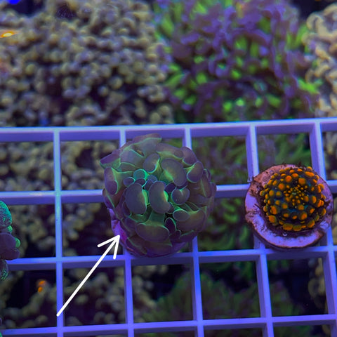 Small hologram hammer -e61