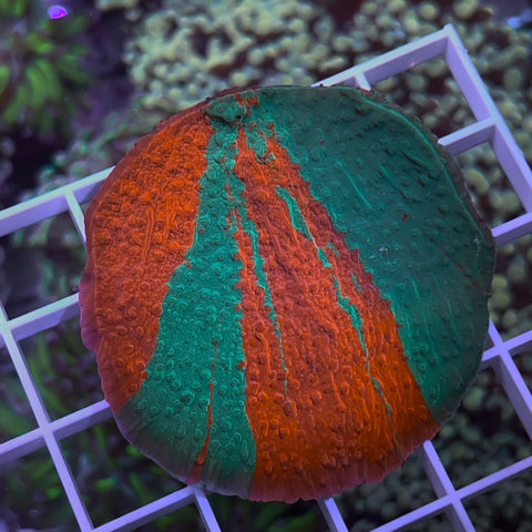 JF Grafted Monti -e49