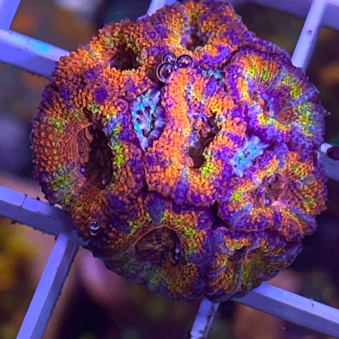 Rainbow Acans -e62