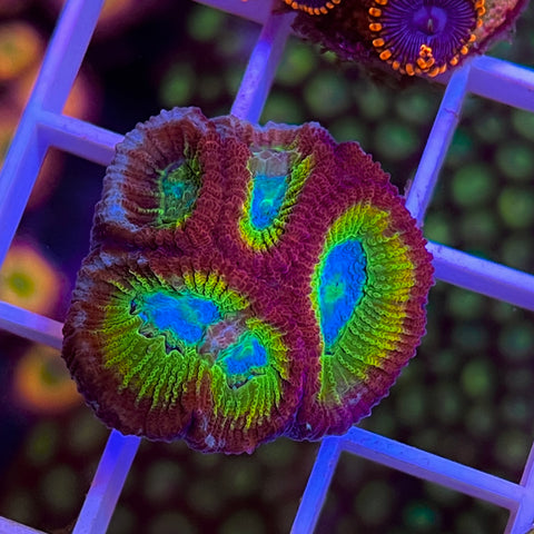 Charizard Dipsastrea -F1