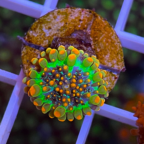 Godzilla Bounce Mushroom -F1