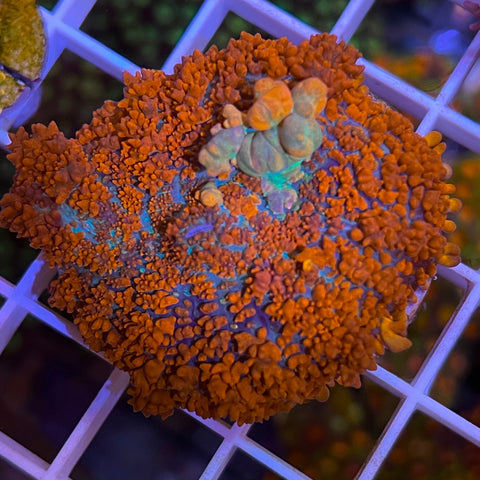 Raunchy Red Bounce Mushroom -F1