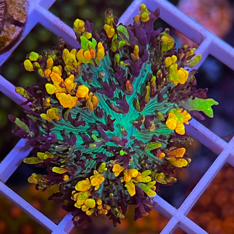 CC Magic Carpet Mushroom -F2 - Premium Colors!