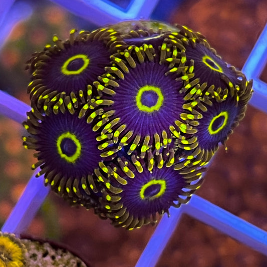 Purple Hornets - (8 polyps)