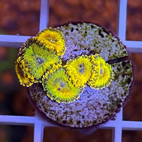 LCH Golden Girls -F1