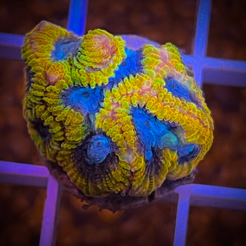 Favia of the Gods -F1