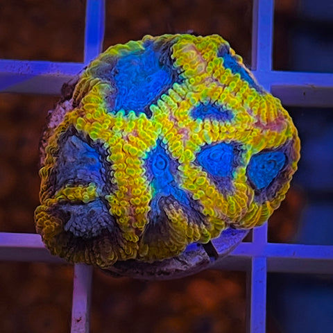 Favia of the Gods -F2