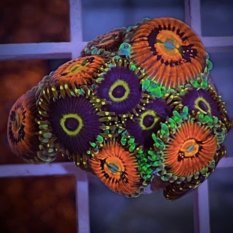 Purple Hornet and Rainbow Incenterators