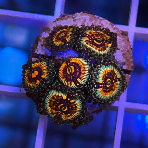 LCH Spectral Shockwave - F1.