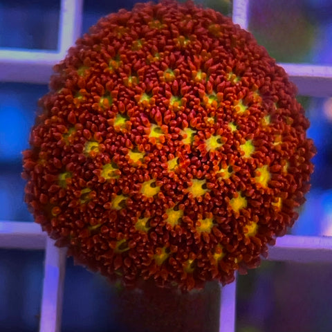 WWC Fruit Loopz Bernardpora -F1