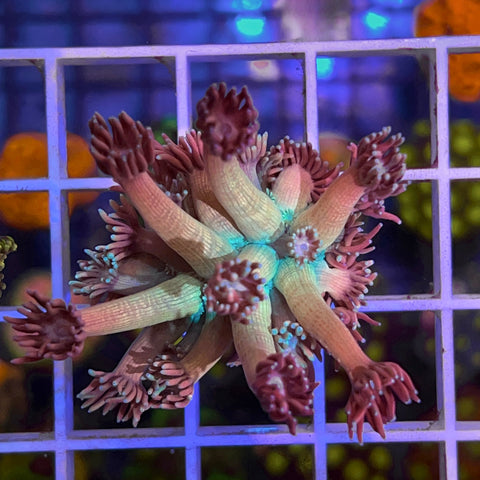 SBB Treasure Chest Goni - F1