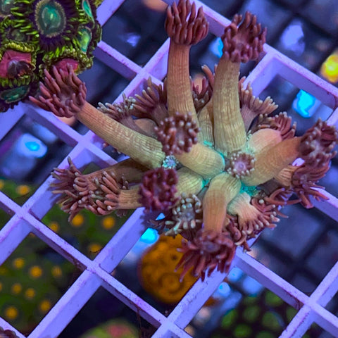 Incredible! SBB Treasure Chest Goni - 2026 Deal of the week!