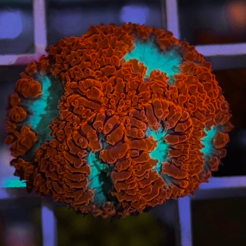 LCH Fat head Scarlet Blasto -F1