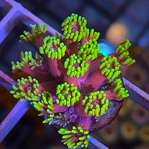 WWC Hollywood Nights Goniopora - F2