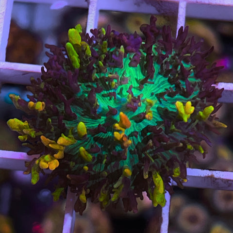 CC Magic Carpet Mushroom -F1