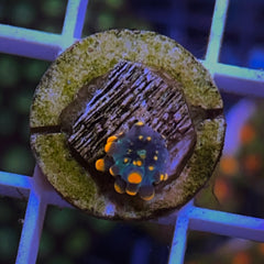 RRC Doughboy Beanbag Bounce (see description) -F1