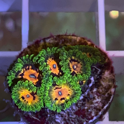 Marvin the Martian - F1