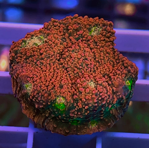 Nice size Pink Boobies Chalice -F2