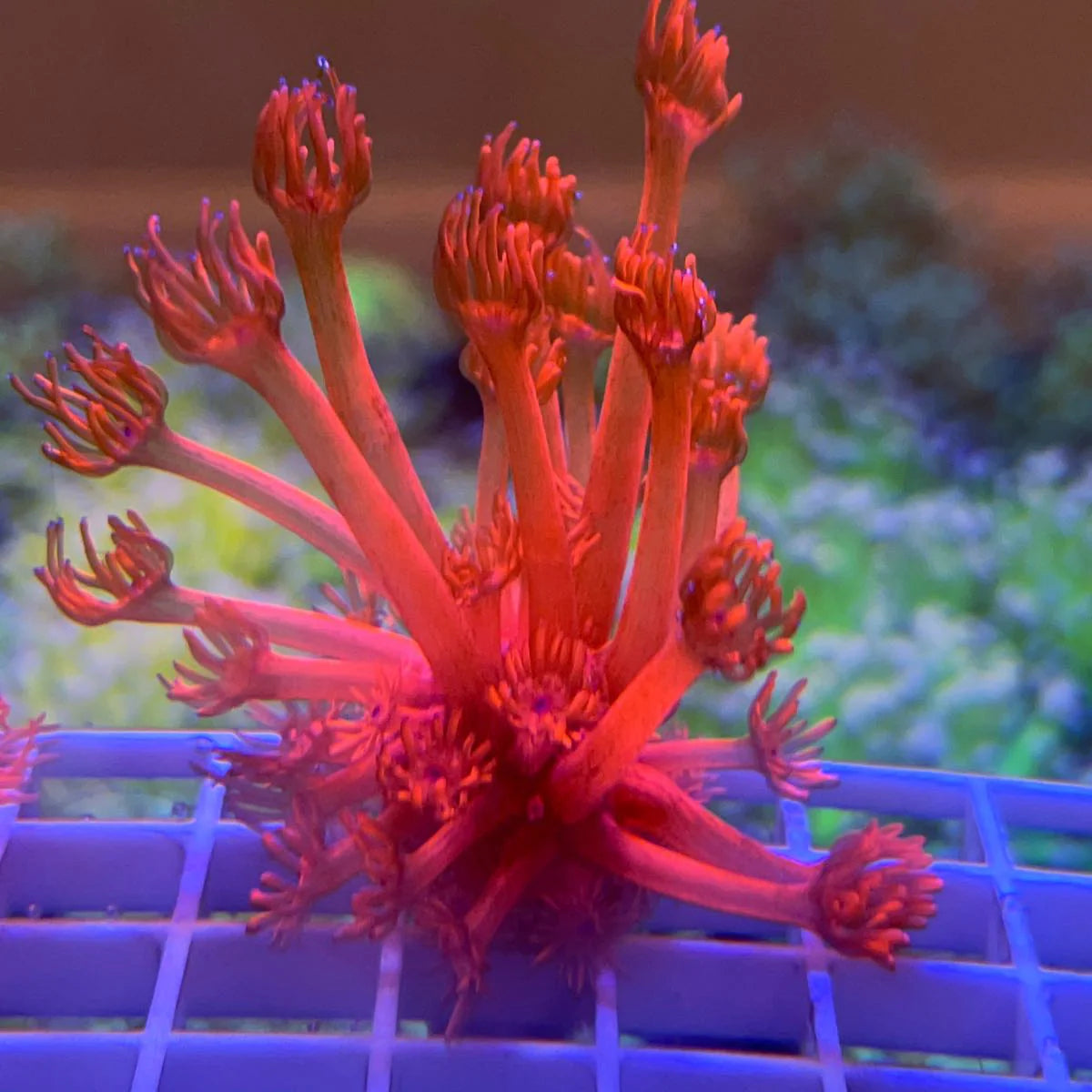 LCH Crimson Delight Goniopora