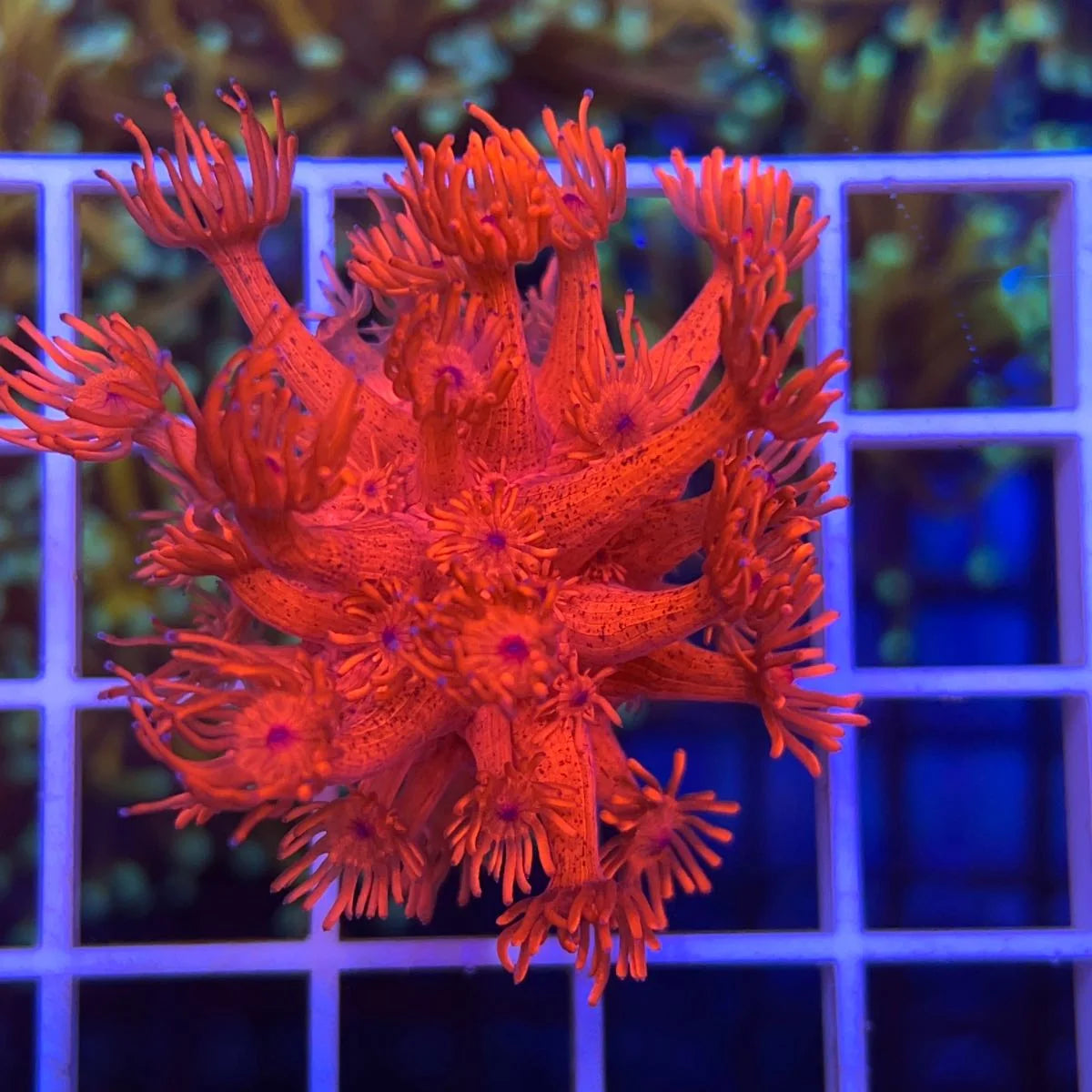 LCH Crimson Delight Goniopora