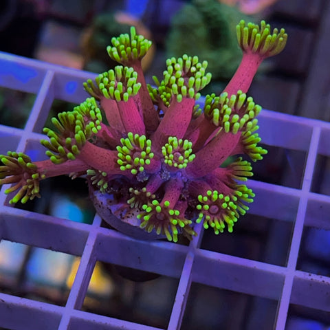 WWC Hollywood Nights Goniopora - F1