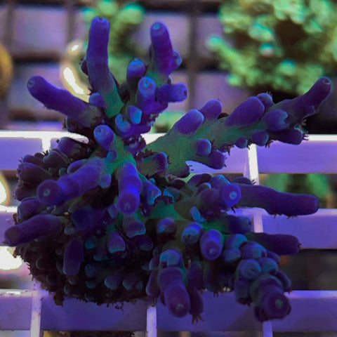 Cali Tort Mini Colony! -F1