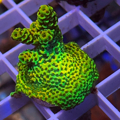 RRC Rainbow Splice -F1