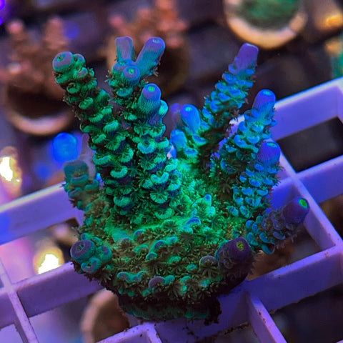 Mattv Peter Pan Mini Colony! -F1