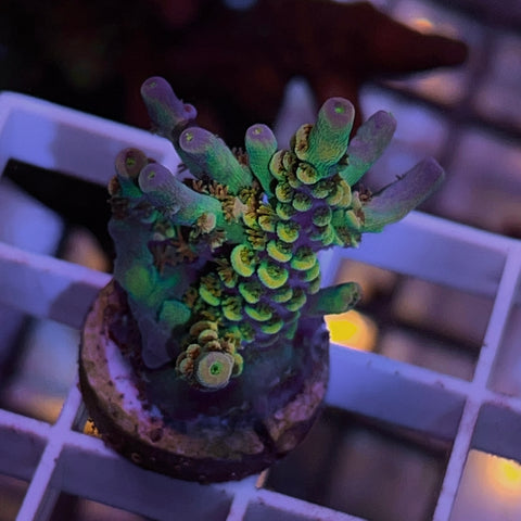 The one and only MattV Rainbow Envy! Almost a mini colony! - F1