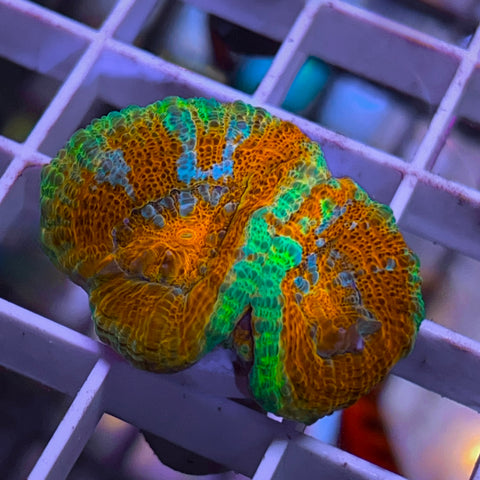 12 years in captivity! LCH Rainbow Australophyllia Wilsoni